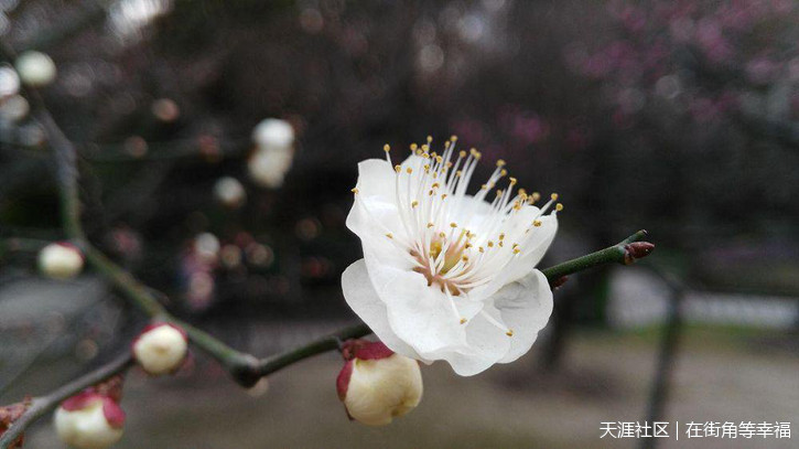 带上华为G7领略武汉唯美冬日-第15张图片-太平洋在线下载