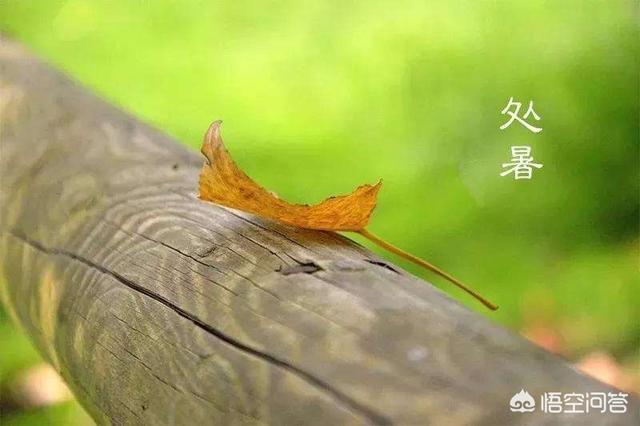 马上要处暑了，农村谚语：处暑若还天不雨，纵然结子难保米。处暑下雨好不好呢？-第1张图片-太平洋在线下载