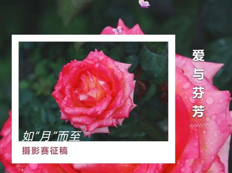 下载qq主题苹果版:如“月”而至！顾村公园摄影赛征稿正在进行中，期待你的参与~