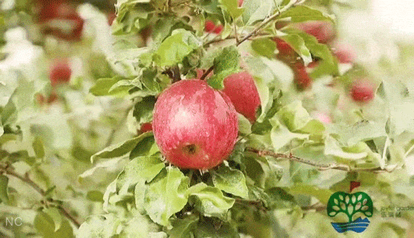 苹果霜冻最新新闻霜冻的最佳解决方法