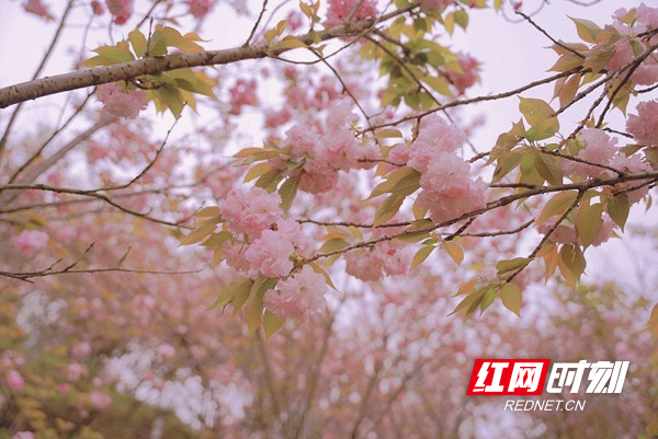 手机凤凰新闻放在桌面怎样把相册的照片放在手机桌面-第2张图片-太平洋在线下载