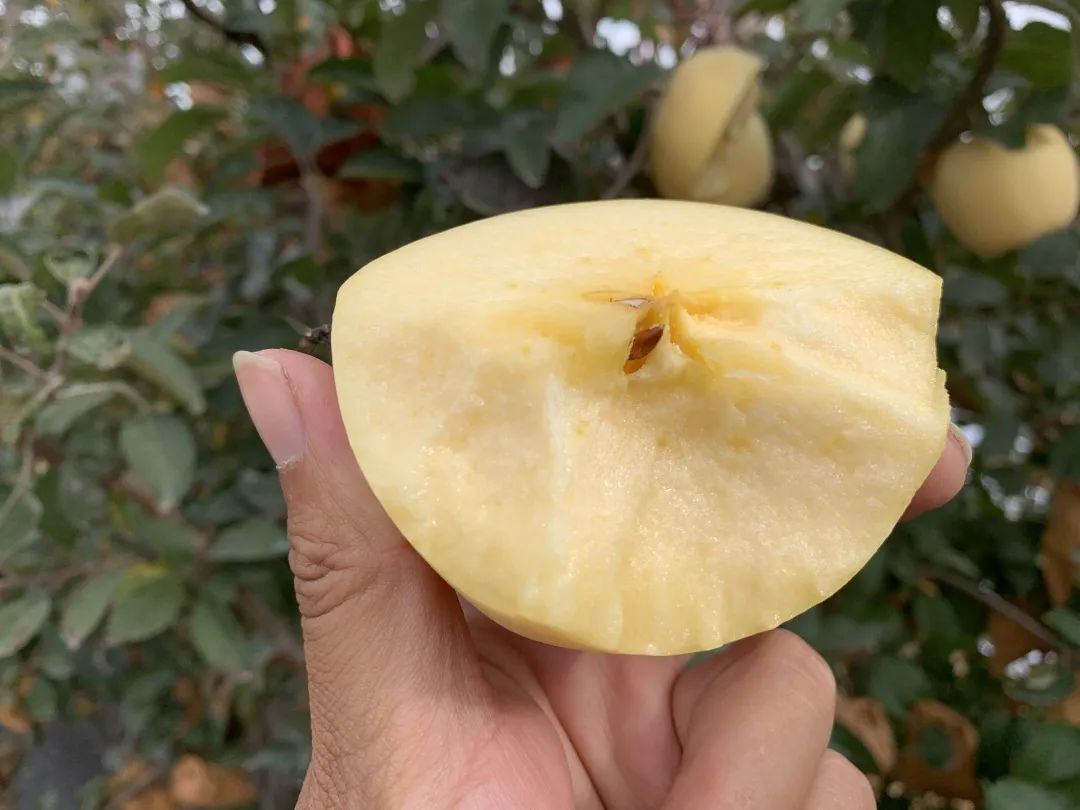 鲜苹果最新新闻极光新闻app苹果版