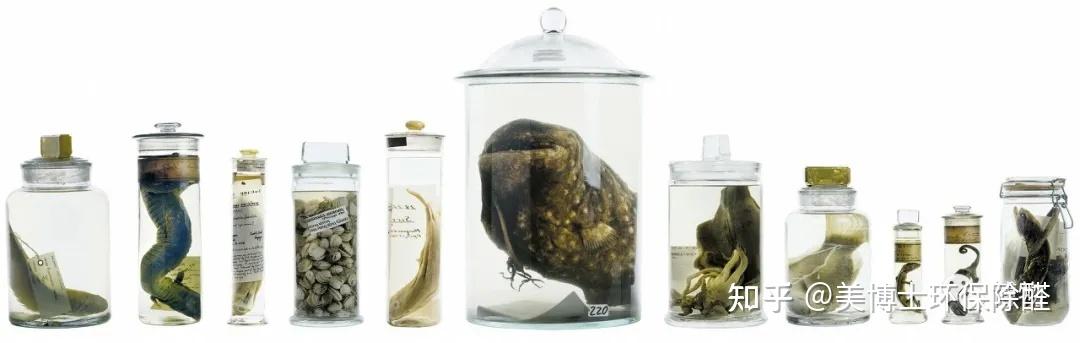 标本(汉化版)苹果版(标本采集app苹果手机)-第3张图片-QuickQ官网