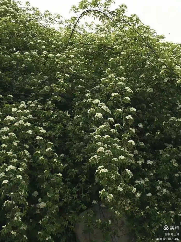 菏泽手机台官方版(菏泽电视台直播,菏泽台直播在线观看)-第4张图片-QuickQ官网