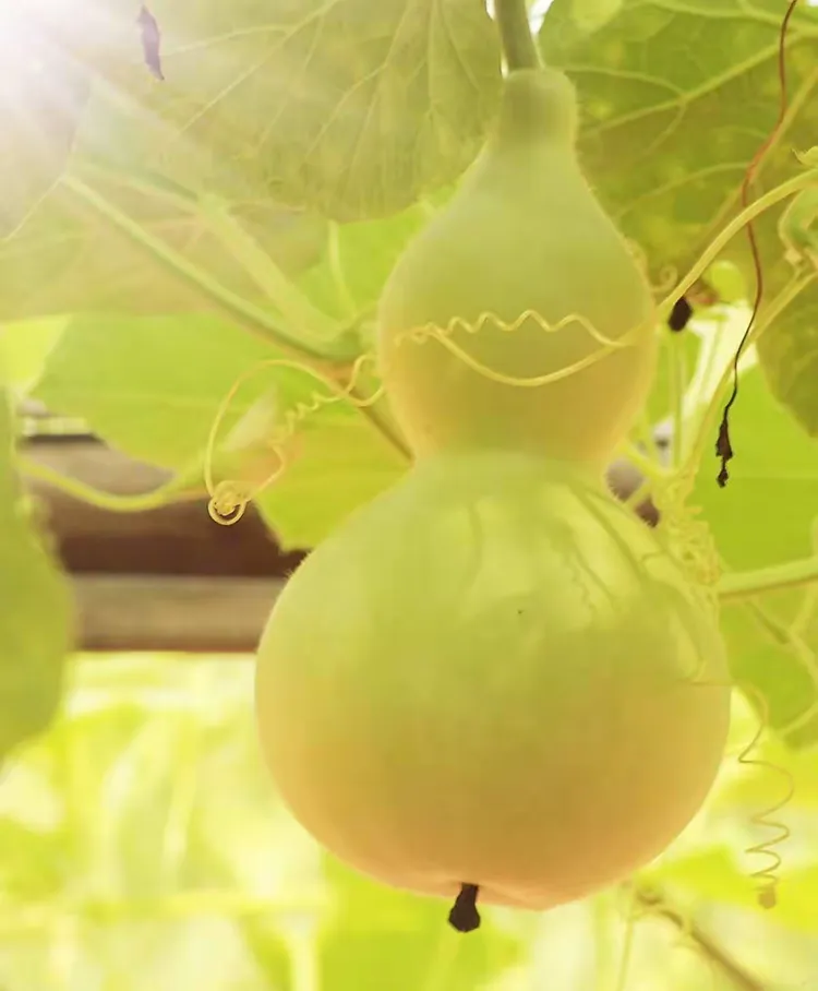 葫芦影视手机版下载(葫芦影视手机版下载免费)